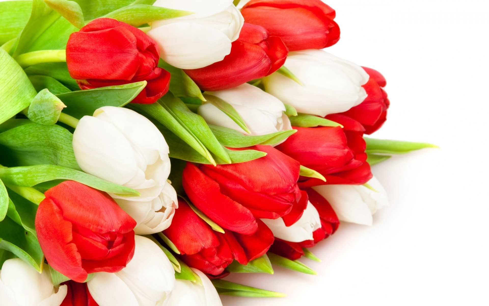 flowers leaf gift nature flower bouquet decoration tulip easter love floral isolated birthday garden petal romance celebration flora blooming white tulips red tulips flower bucket