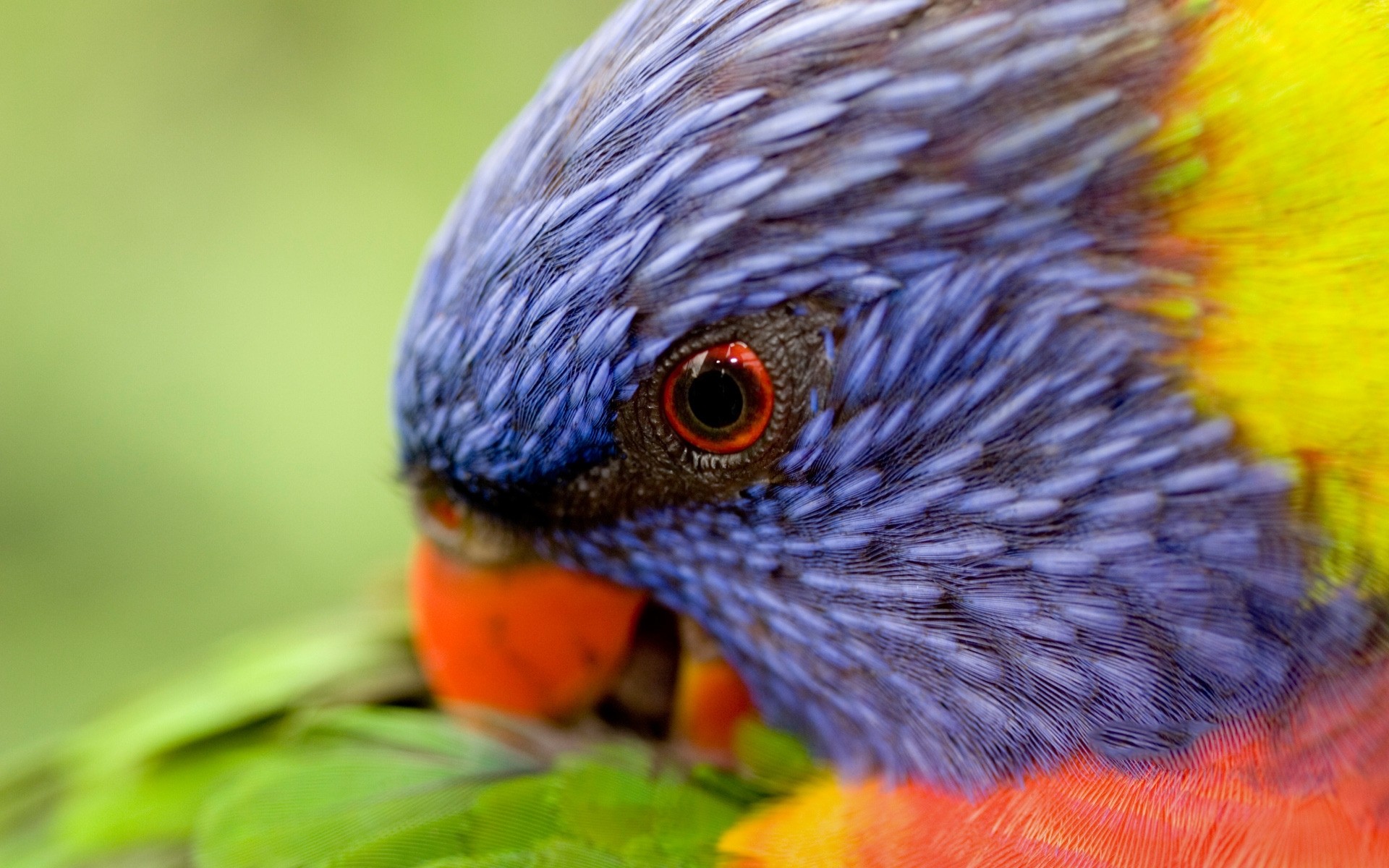 papagaio pássaro vida selvagem natureza cor animal ao ar livre