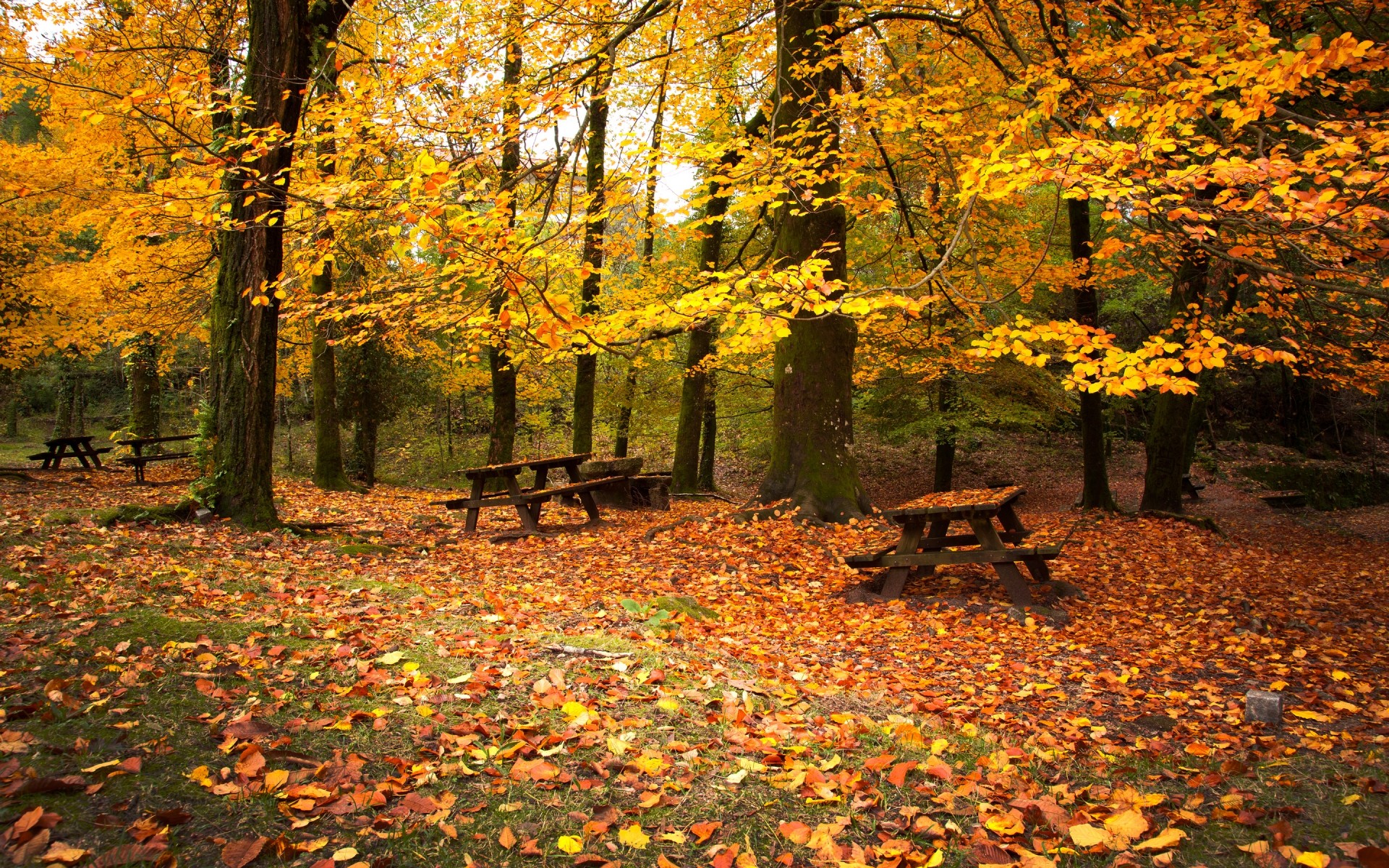 autumn fall leaf maple tree wood season park nature landscape gold scenic outdoors lush environment autumn time leaves falling park landscape