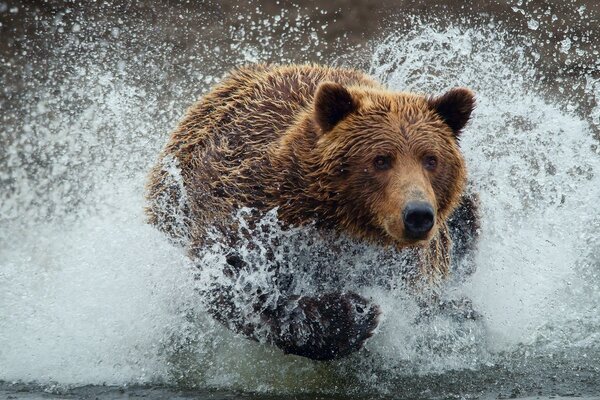 Bear hunting in cold water