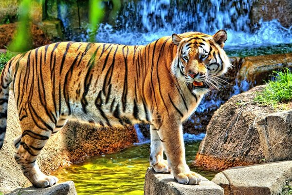 Ein schöner Tiger geht zum Wasserloch