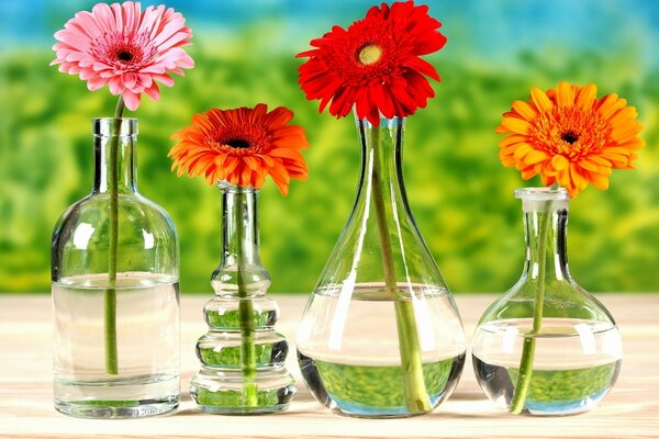 Multicolored gerberas standing in separate vessels