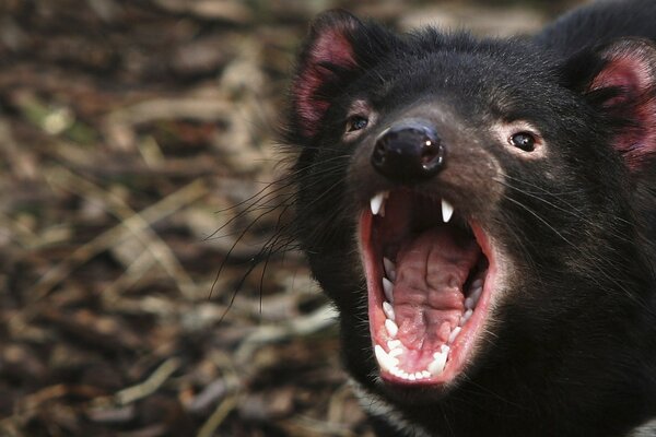 Portrait of a screaming Tasmanian Devil