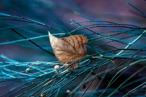 Trockenes Blatt steckte in Zweigen fest