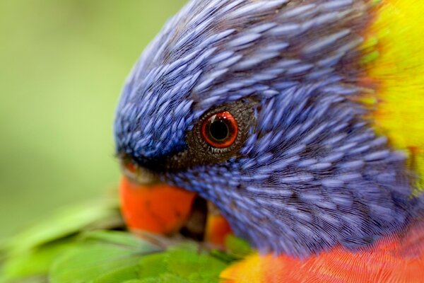 Pappagallo della fauna selvatica a colori