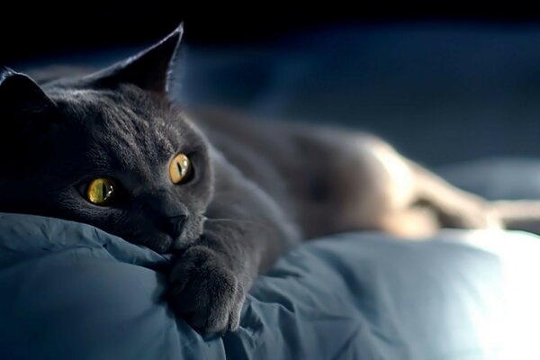 A cat in the dark is afraid to sleep