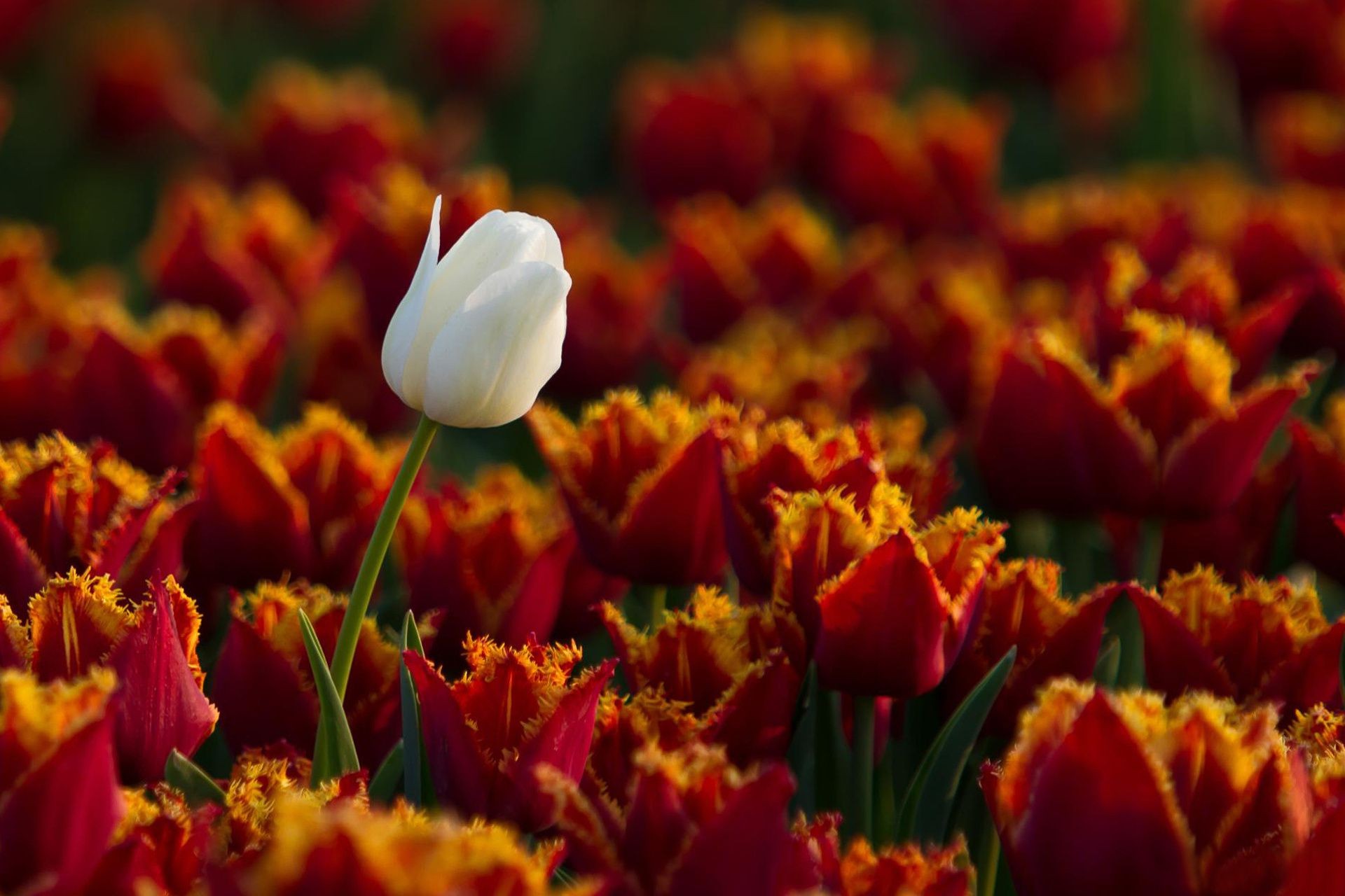 tulipes tulipe fleur nature jardin flore floral feuille couleur pétale lumineux bouquet été bluming croissance champ pâques parc saison en plein air