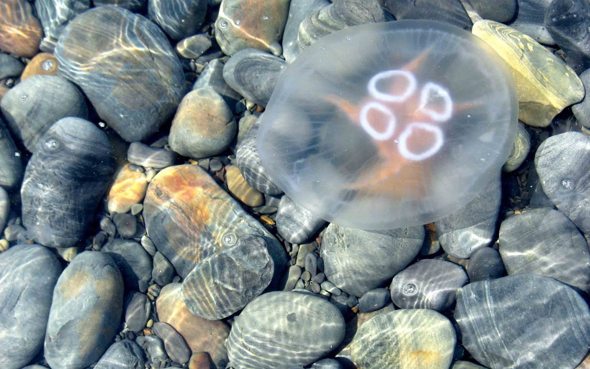 oggetti mare natura pesce mare desktop vongole conchiglia oceano acqua sott acqua struttura conchiglie