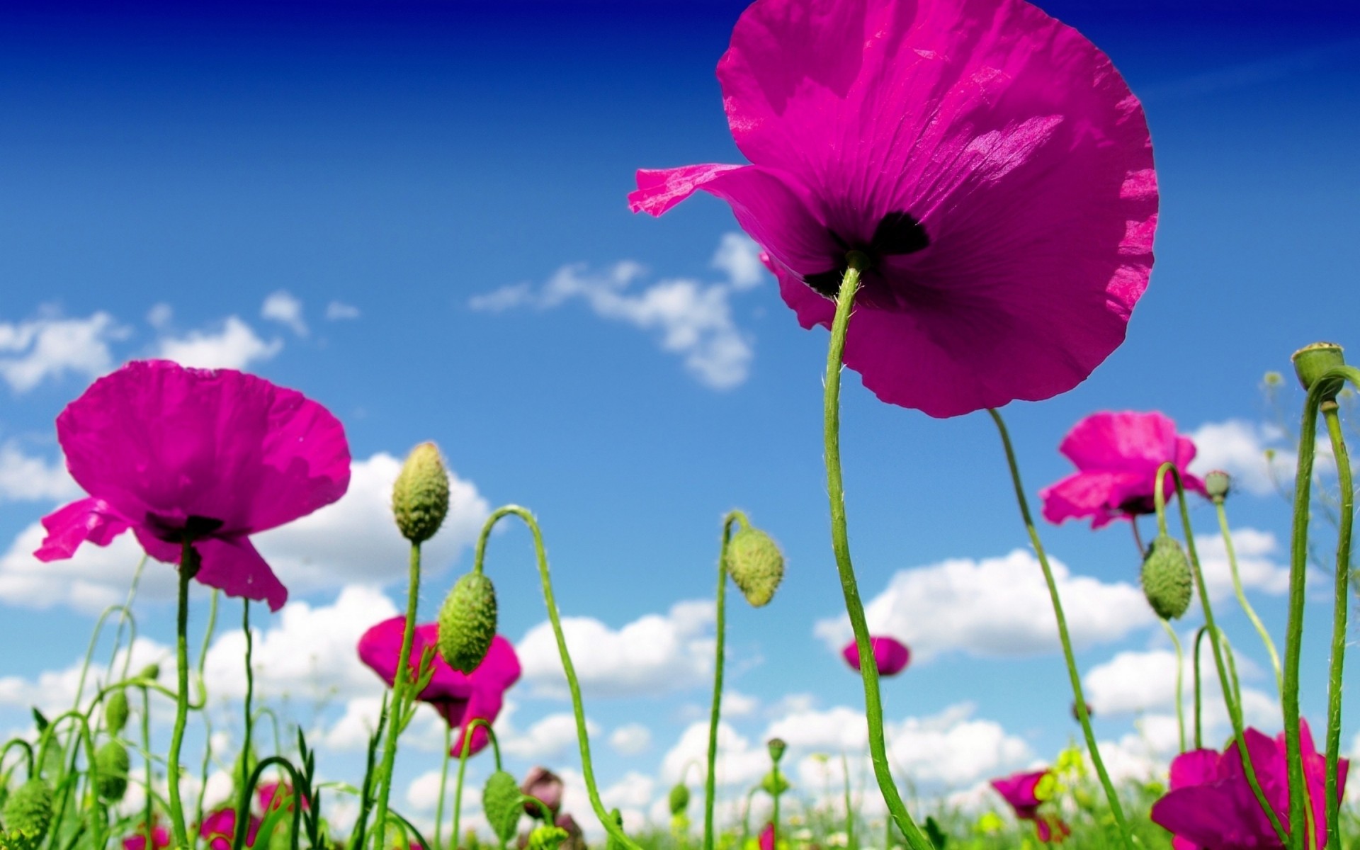 flowers nature flower summer poppy flora field garden growth petal bright fair weather leaf hayfield sun floral blooming grass color poppies sky