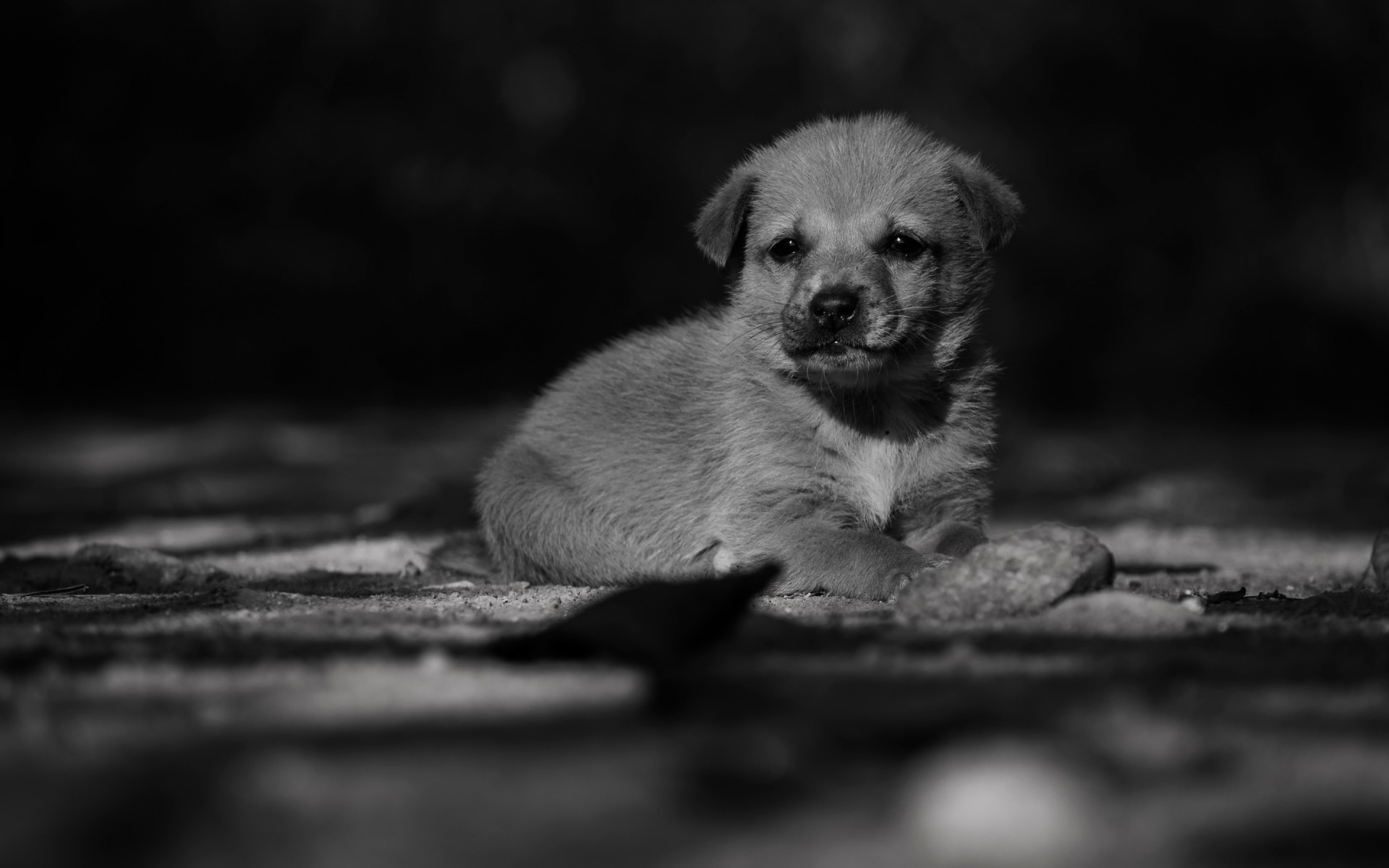 dogs dog mammal portrait one canine monochrome animal cute puppy adorable puppy