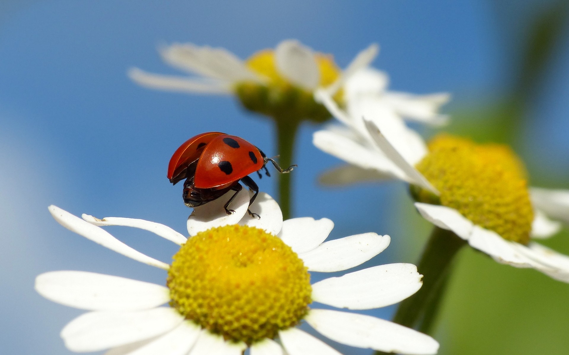 owady owad natura biedronka kwiat chrząszcz flora na zewnątrz biologia lato liść dobra pogoda sianokosy stokrotki kolor