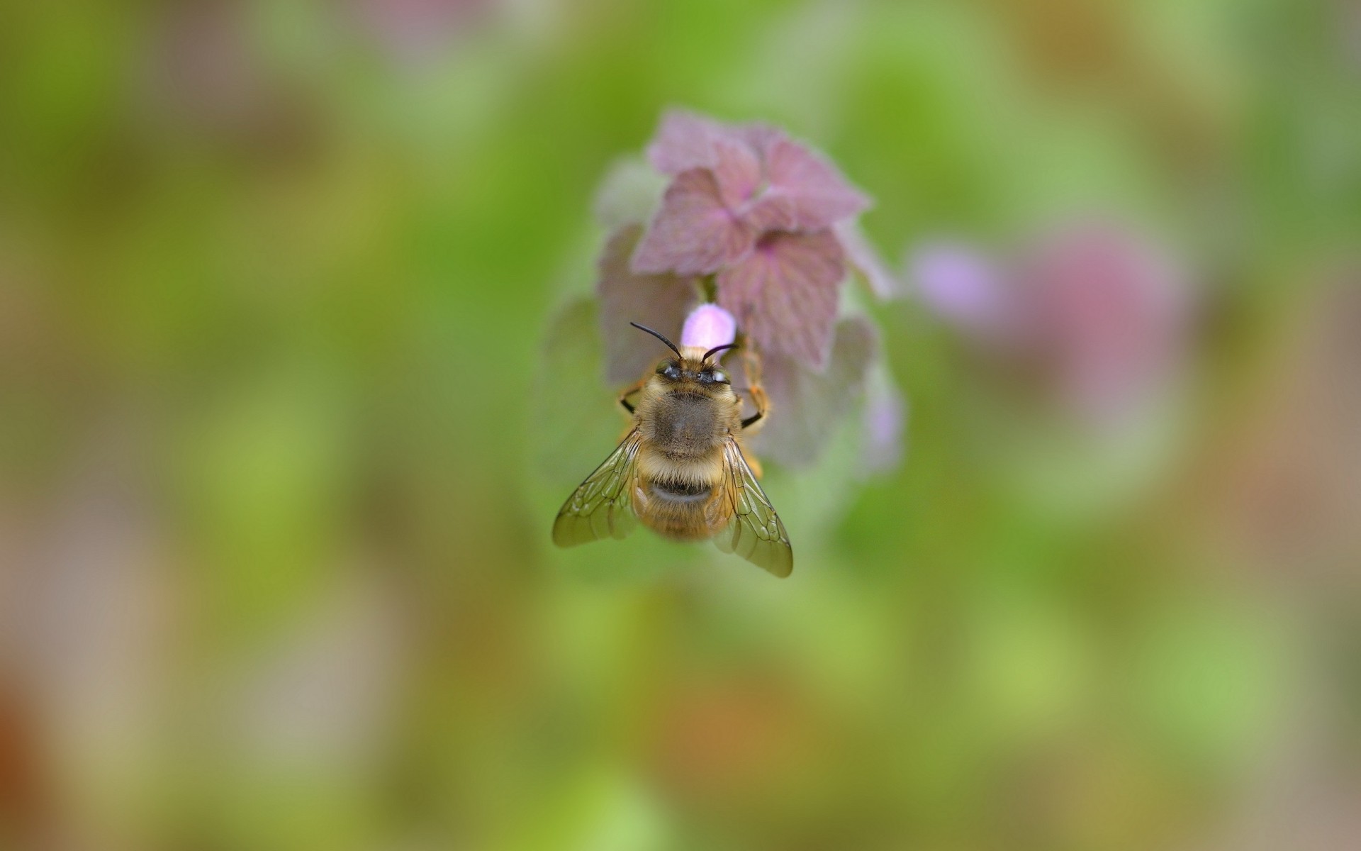 insetti natura insetto piccolo estate sfocatura ape foglia all aperto erba selvaggio bumblebee fiore