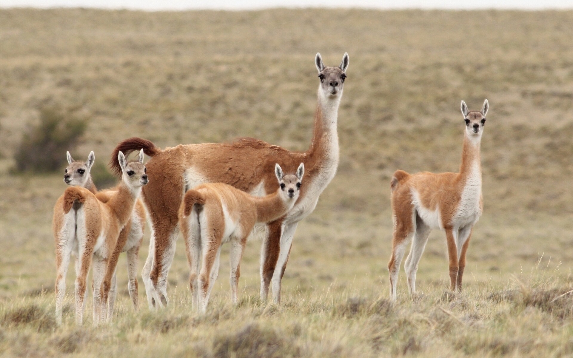 animaux faune mammifère animal safari herbe sauvage nature antilope lama