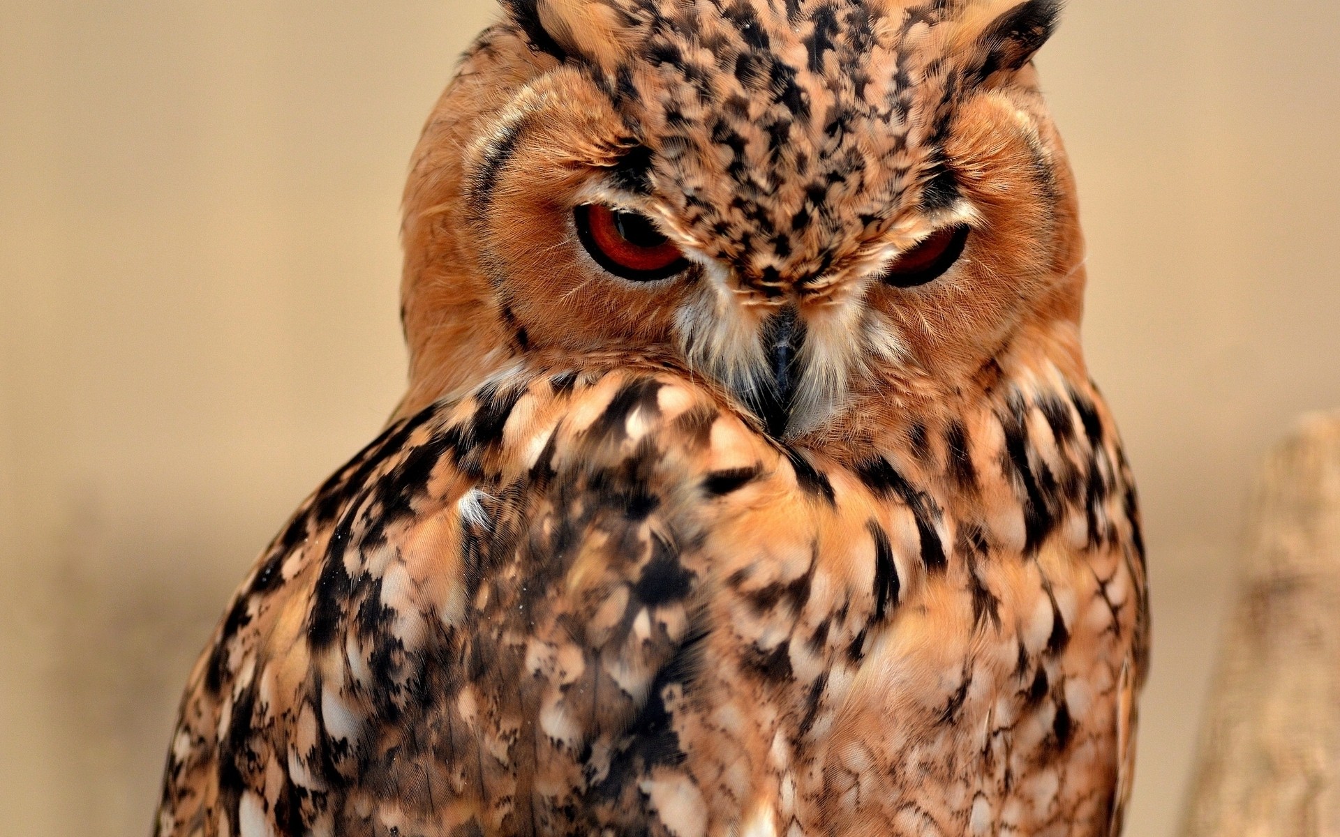 gufo uccello rapace fauna selvatica preda predatore cacciatore falconeria animale aquila ritratto natura selvaggio piuma becco occhio carnivoro mangiatore di carne falco