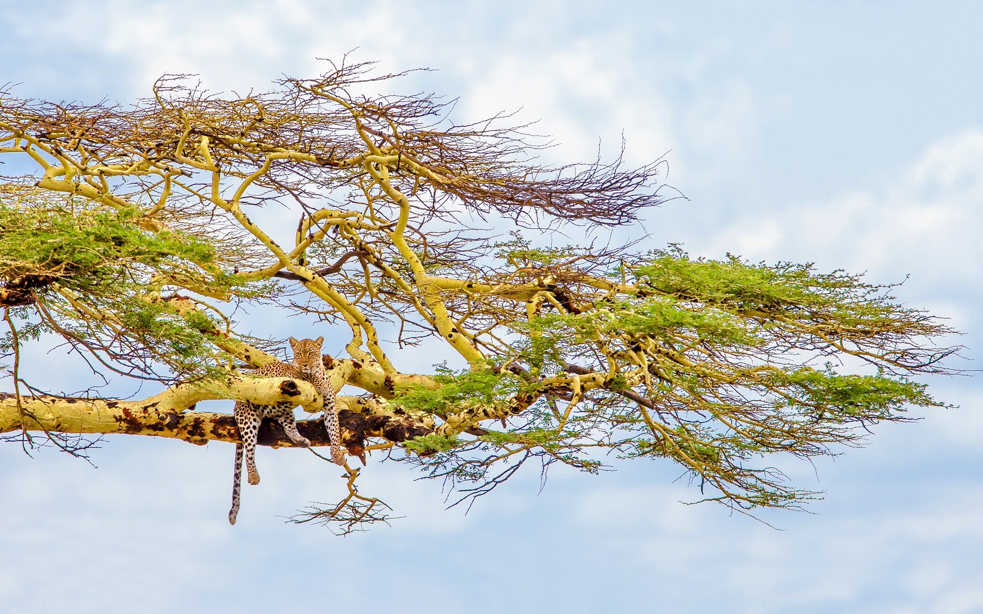 animals nature landscape tree water outdoors environment flora sky leaf wood branch grass season summer desktop scene beautiful rural park leopard