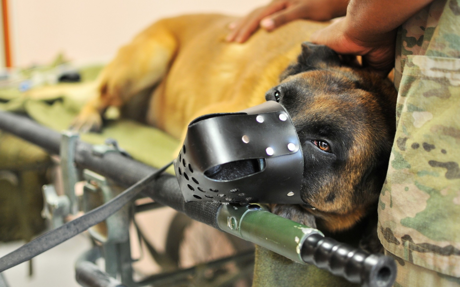 chiens militaire arme guerre un pistolet à l intérieur chien armée adulte humain mammifère bataille