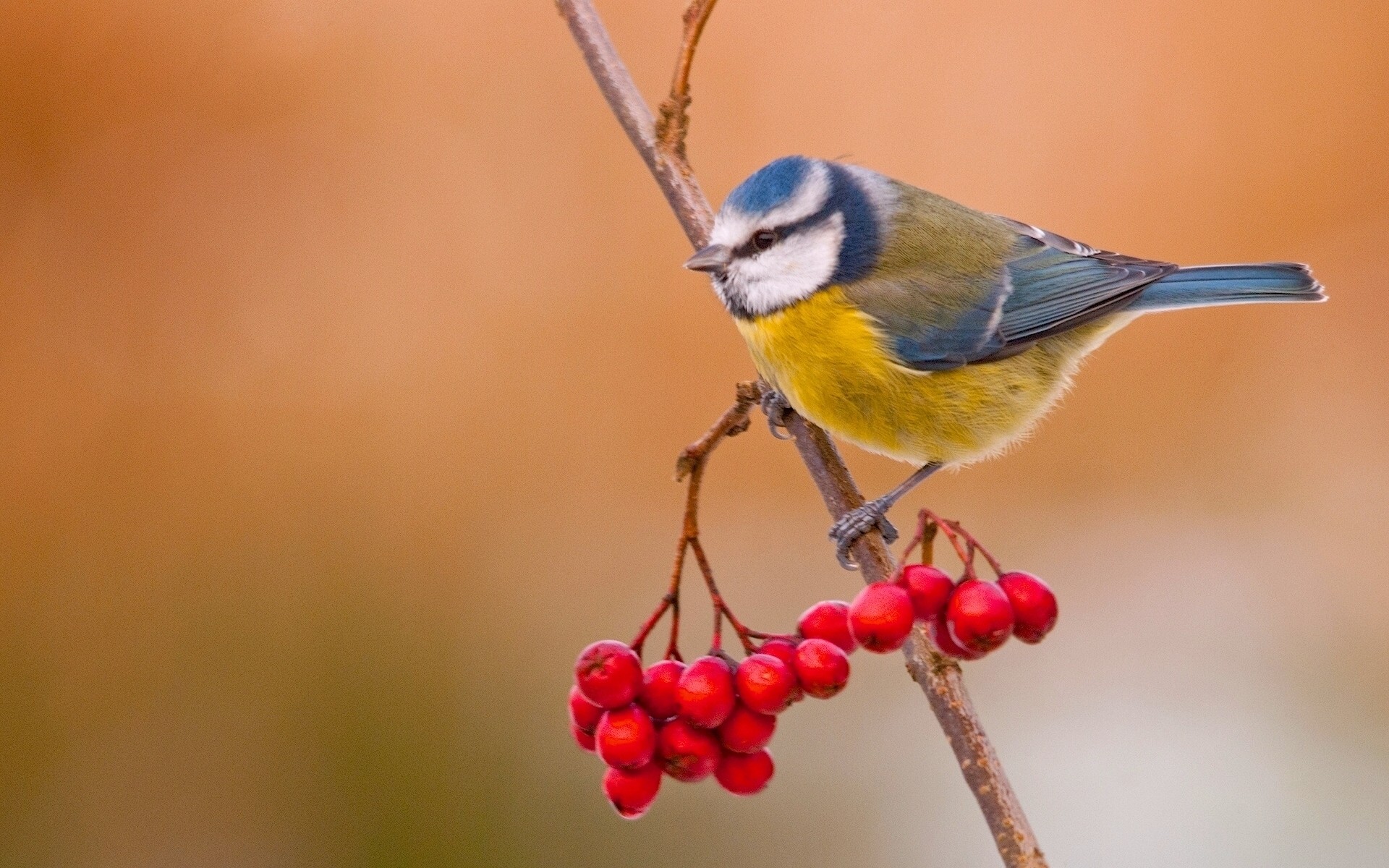 birds nature wildlife bird little outdoors wild color blue tit rowan berries