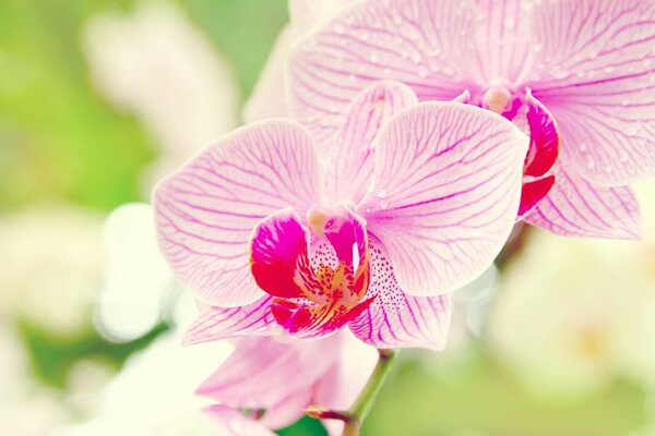 Orquídea phalaenopsis macro Orchid flor phalaenopsis