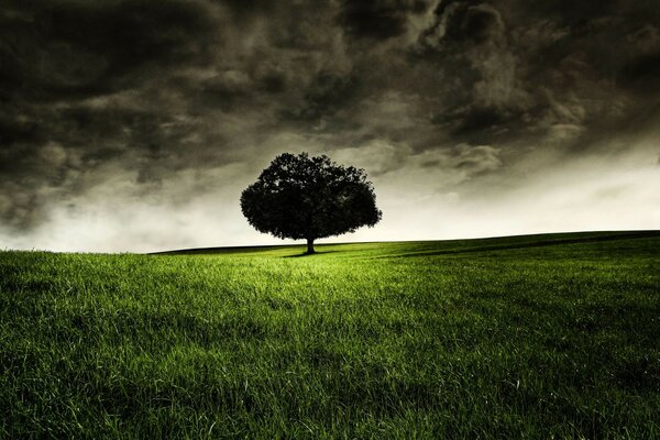 Albero solitario su un campo verde