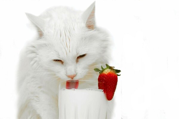 Chat mignon boit du lait dans un verre