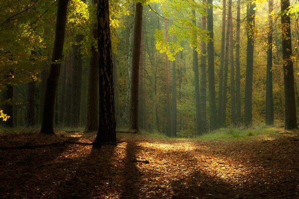 Morning forest in the rays of the sun