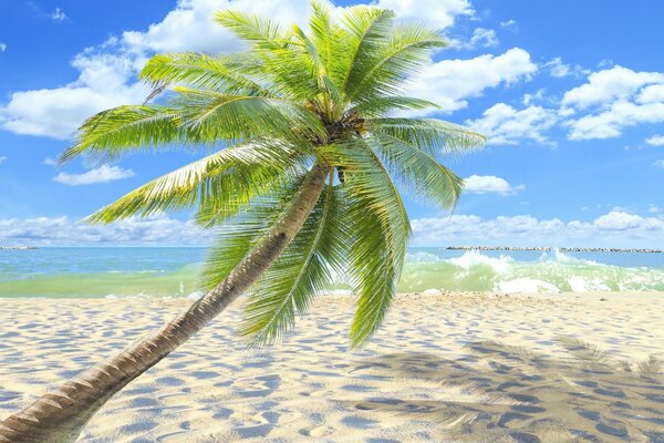 Palm tree on the tropical seashore