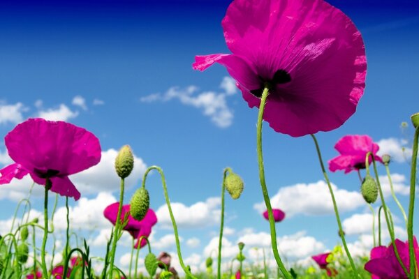 Mira el cielo a través de las flores