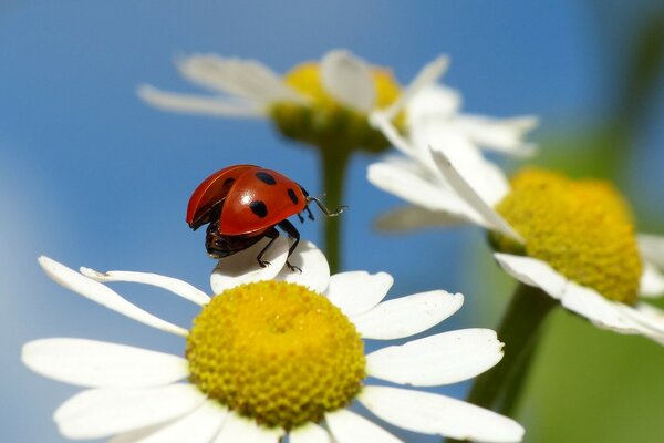 Coccinelle sur la camomille