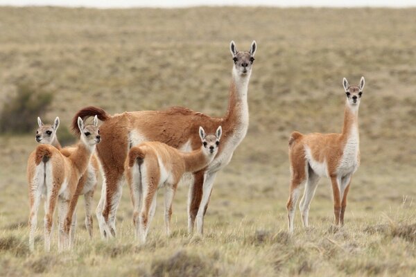 Lamas vivant dans la nature