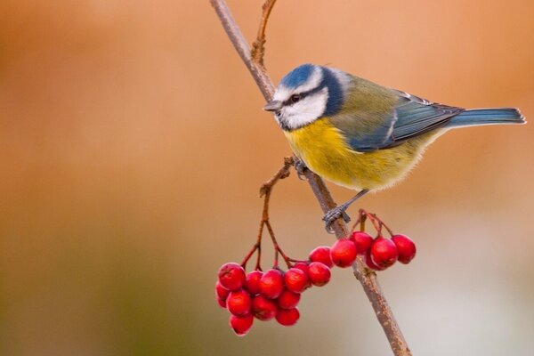 Ein Vogel auf einem Vogelbeerenzweig. Herbst