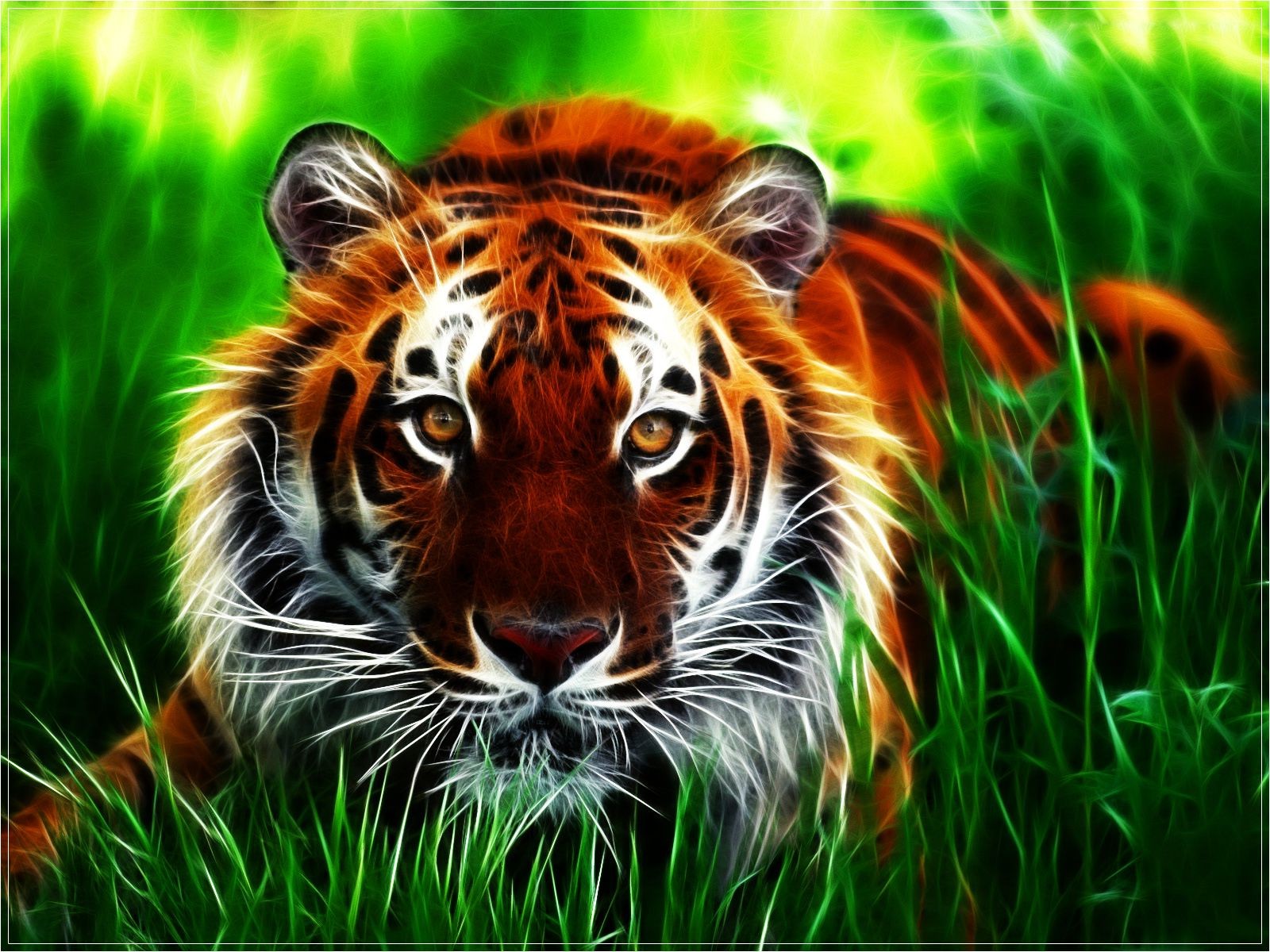 tigers grass nature animal