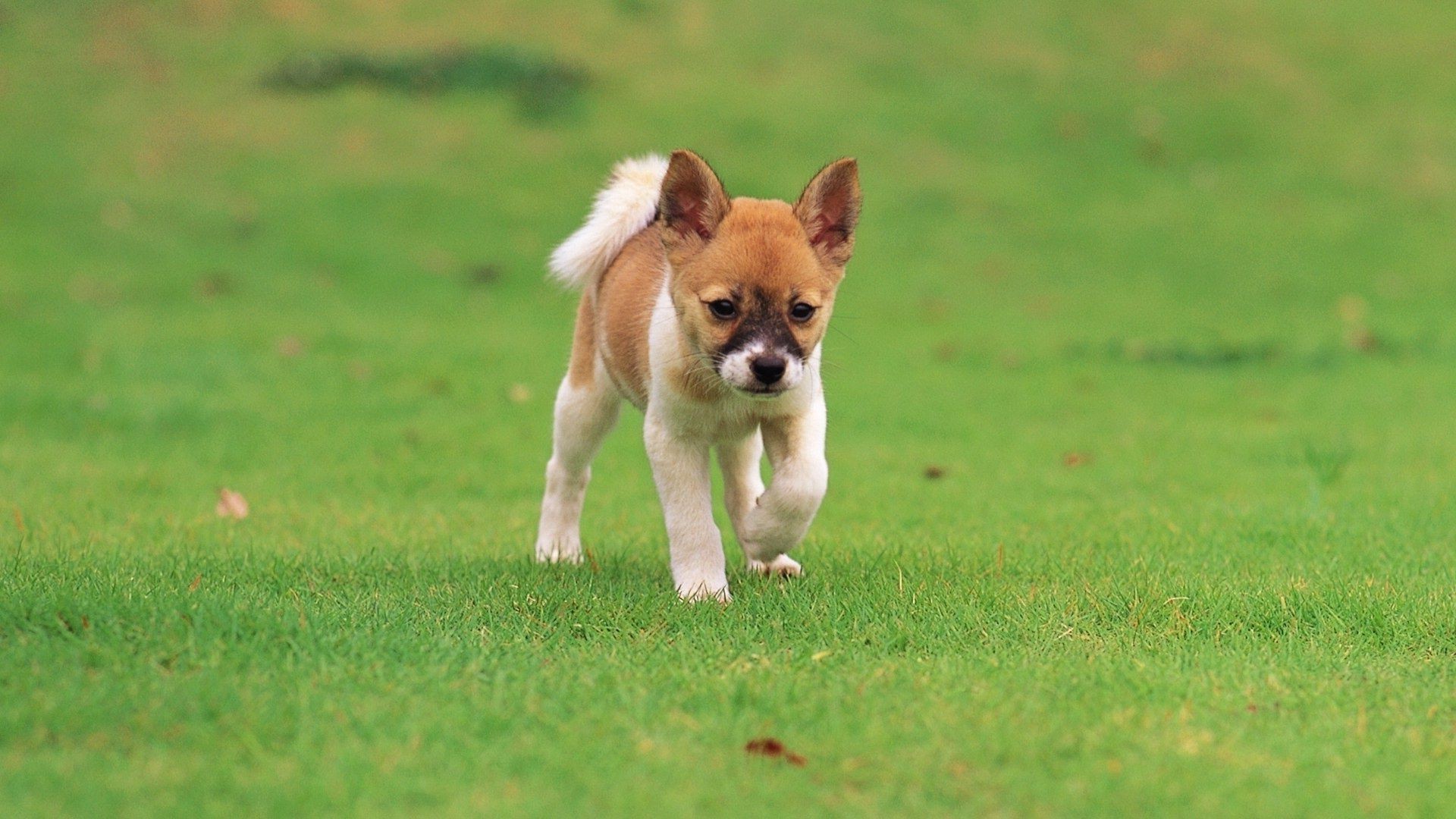 perros hierba perro lindo animal mamífero cachorro perro mascota campo heno pequeño joven piel