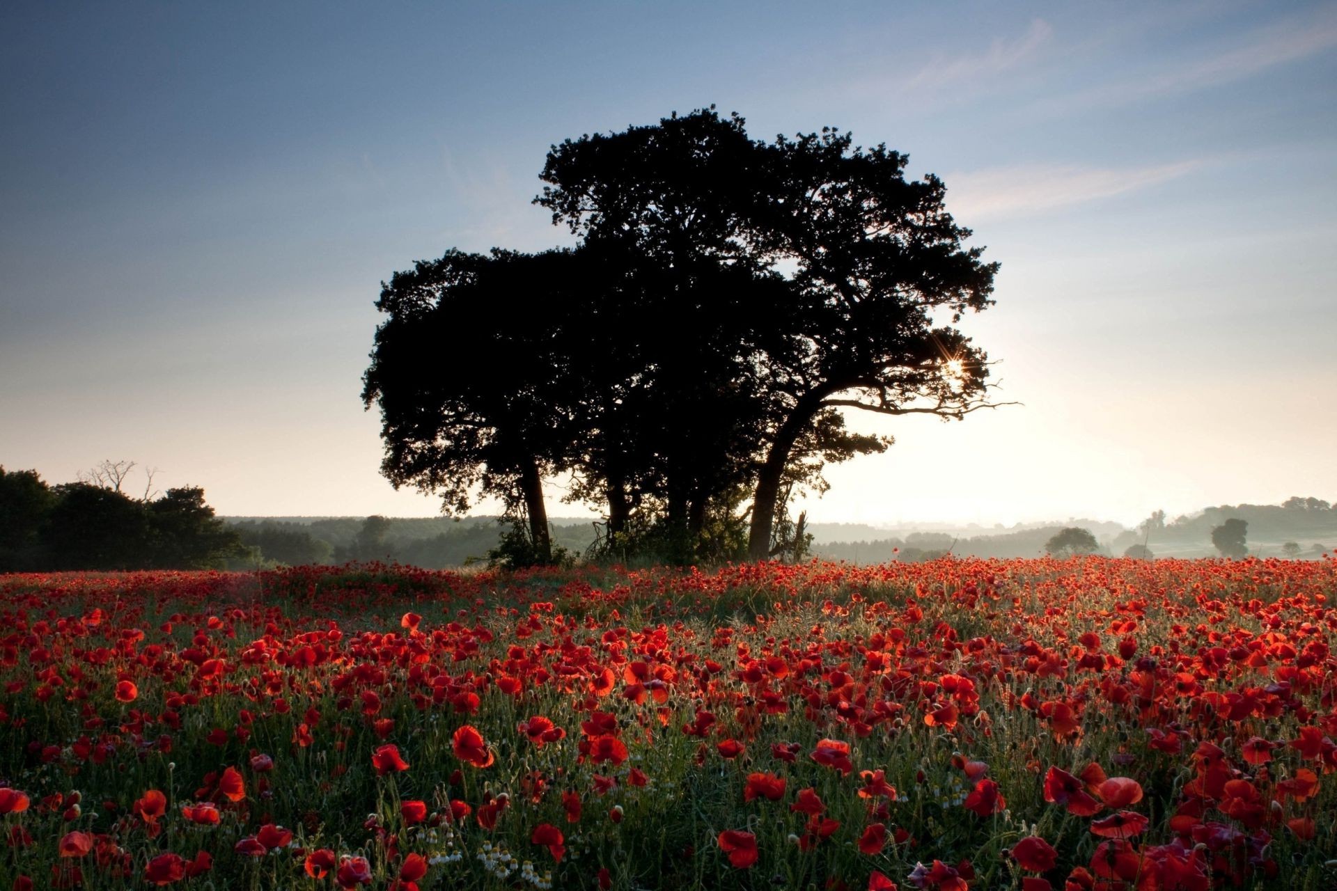 trees poppy flower landscape field tree outdoors cropland hayfield agriculture park tulip