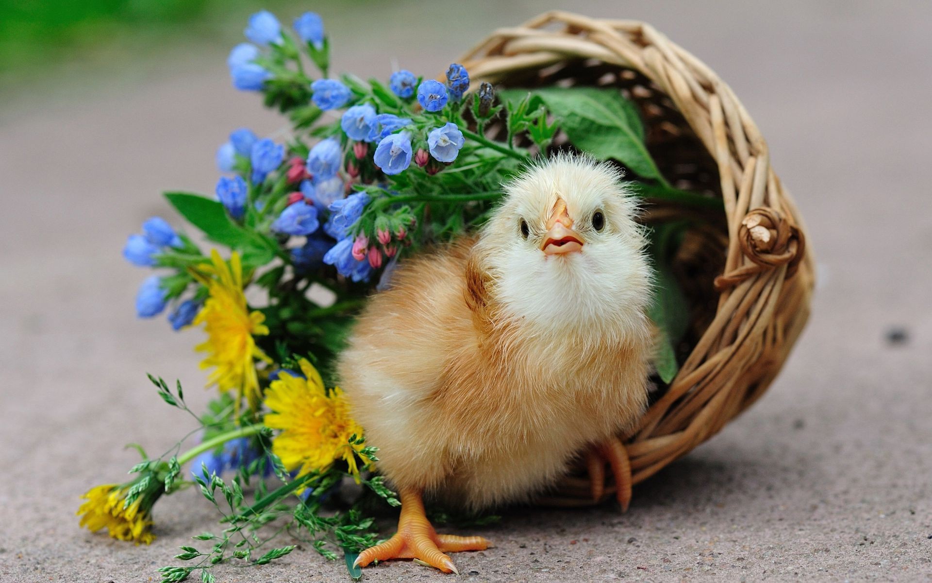 animali pasqua natura cestino carino piccolo erba uovo