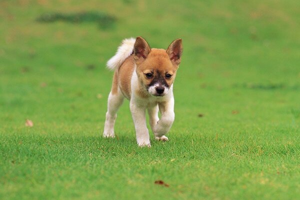 A little puppy runs through the green grass