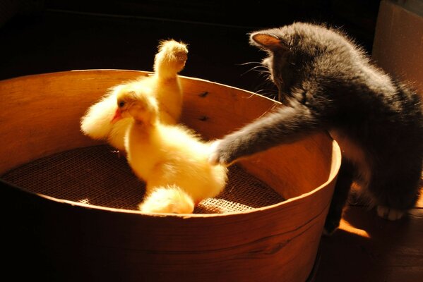 The game of a kitten and ducklings in a sieve