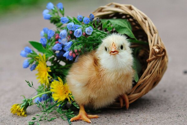 Cute baby bird in a basket with flowers