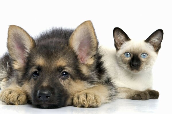 Cucciolo di pastore tedesco e gattino siamese