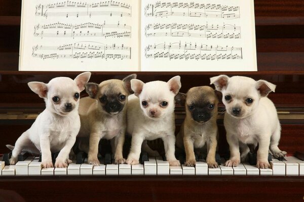 Five puppies are standing on the piano