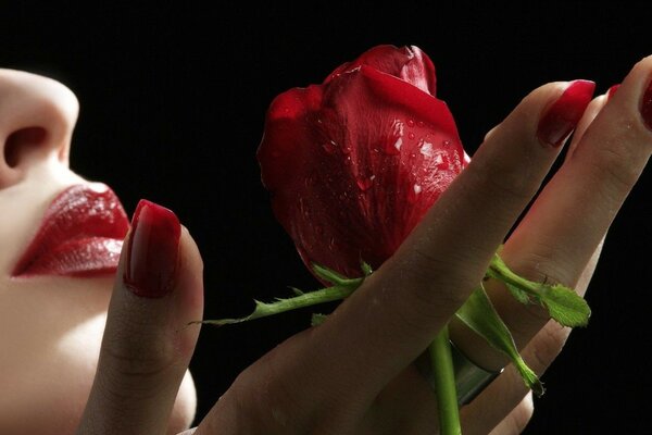 Rose écarlate dans les mains d une femme