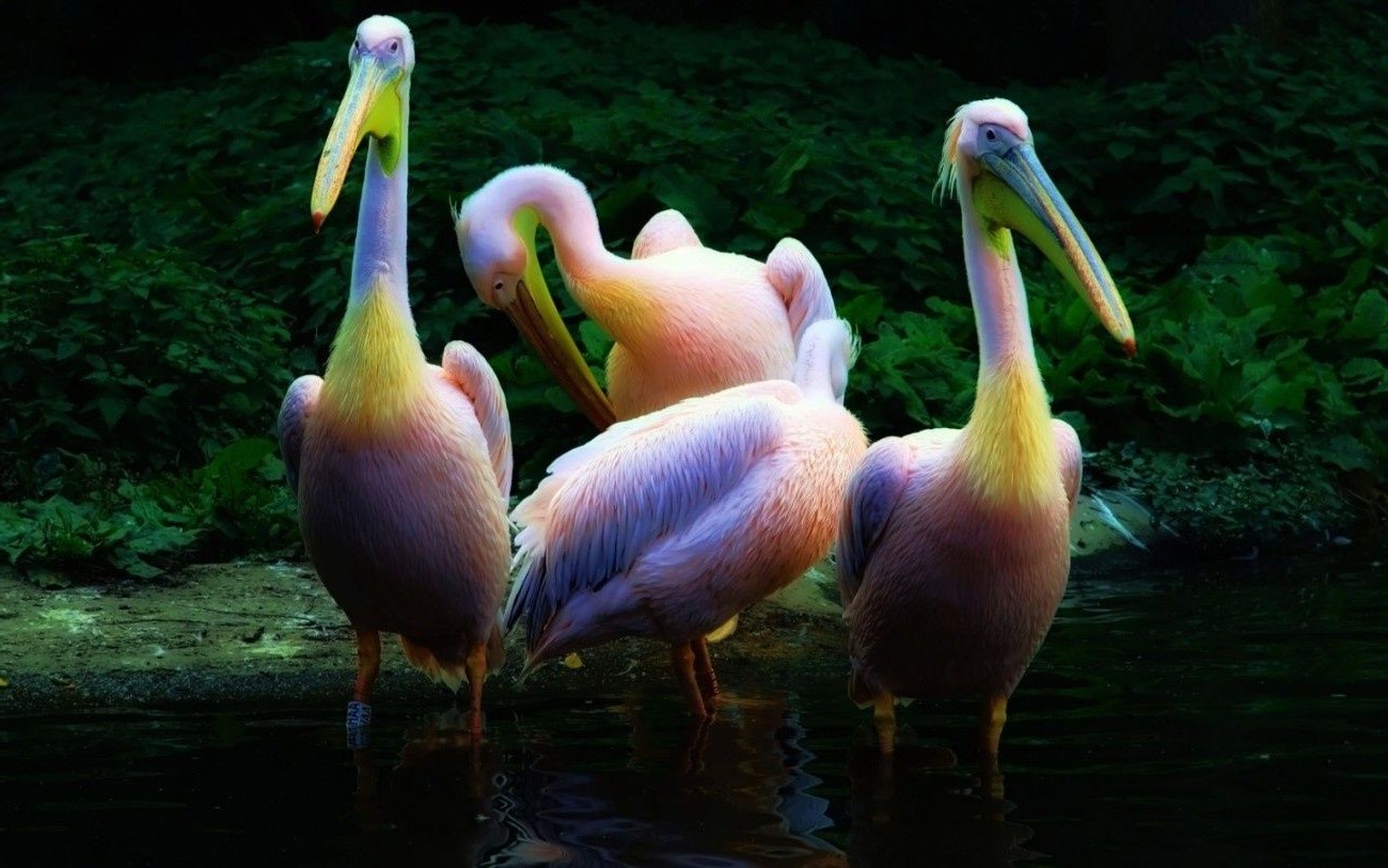 animaux oiseau eau faune pélican nature lac bec zoo piscine animal en plein air sauvagine plume cou