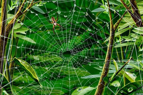 Gotas de rocío en la telaraña. Follaje verde