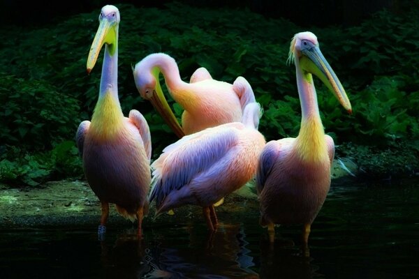 Rainbow pelicans in the wild