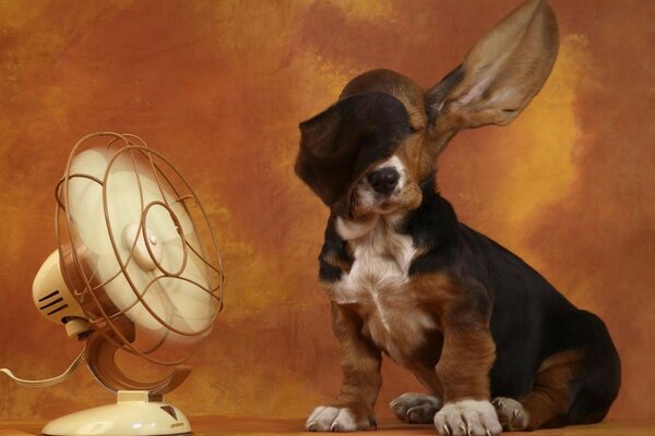 Chiot refroidit les oreilles sous le ventilateur