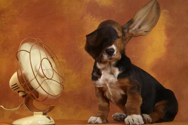Köpek yavrusu kulakları fanın altında soğutur