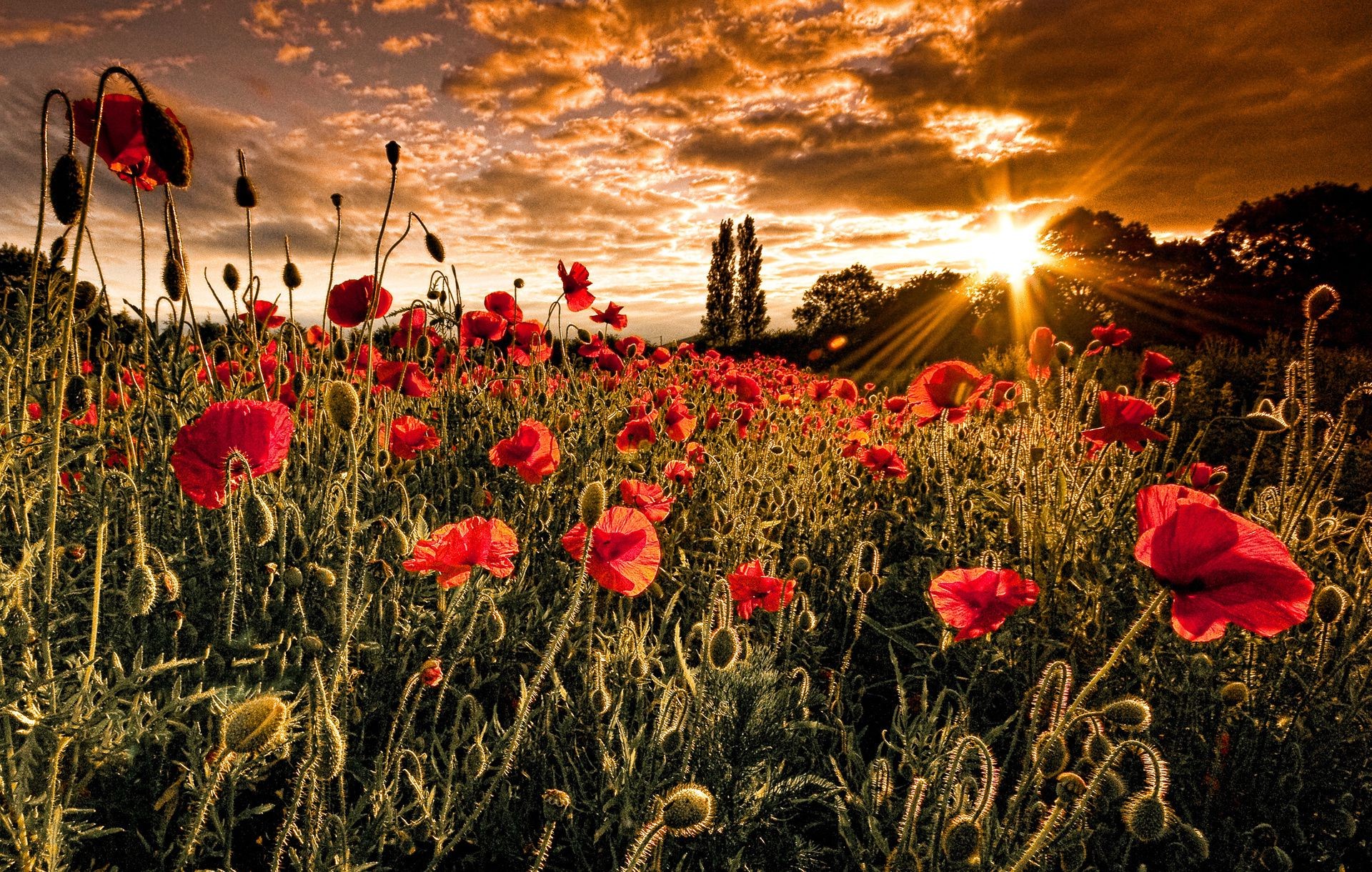 pola łąki i doliny poppy kwiat pole natura flora na zewnątrz wiejskie sianokosy słońce kolor lato dobra pogoda