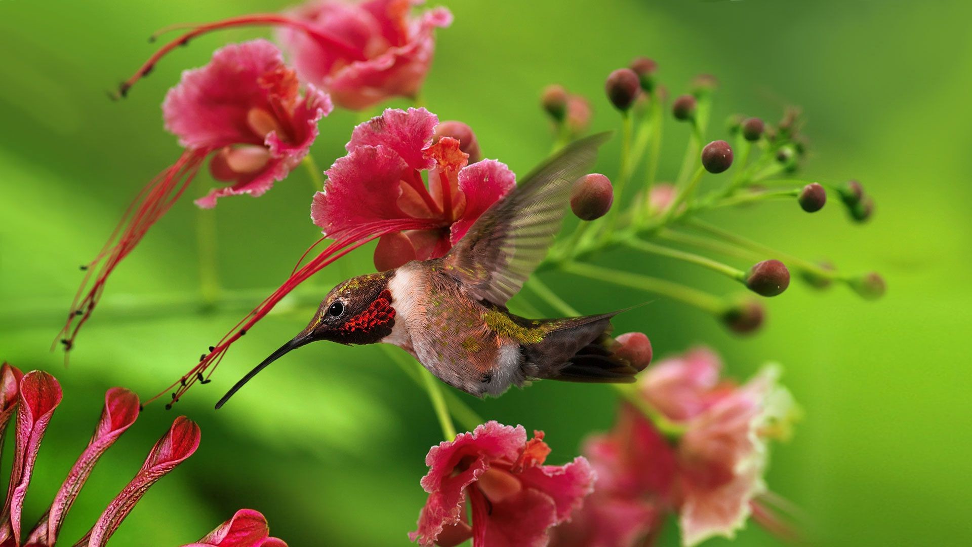 tiere natur blume flora blatt garten farbe sommer blumen schön blütenblatt schließen hell wild blühen insekt baum