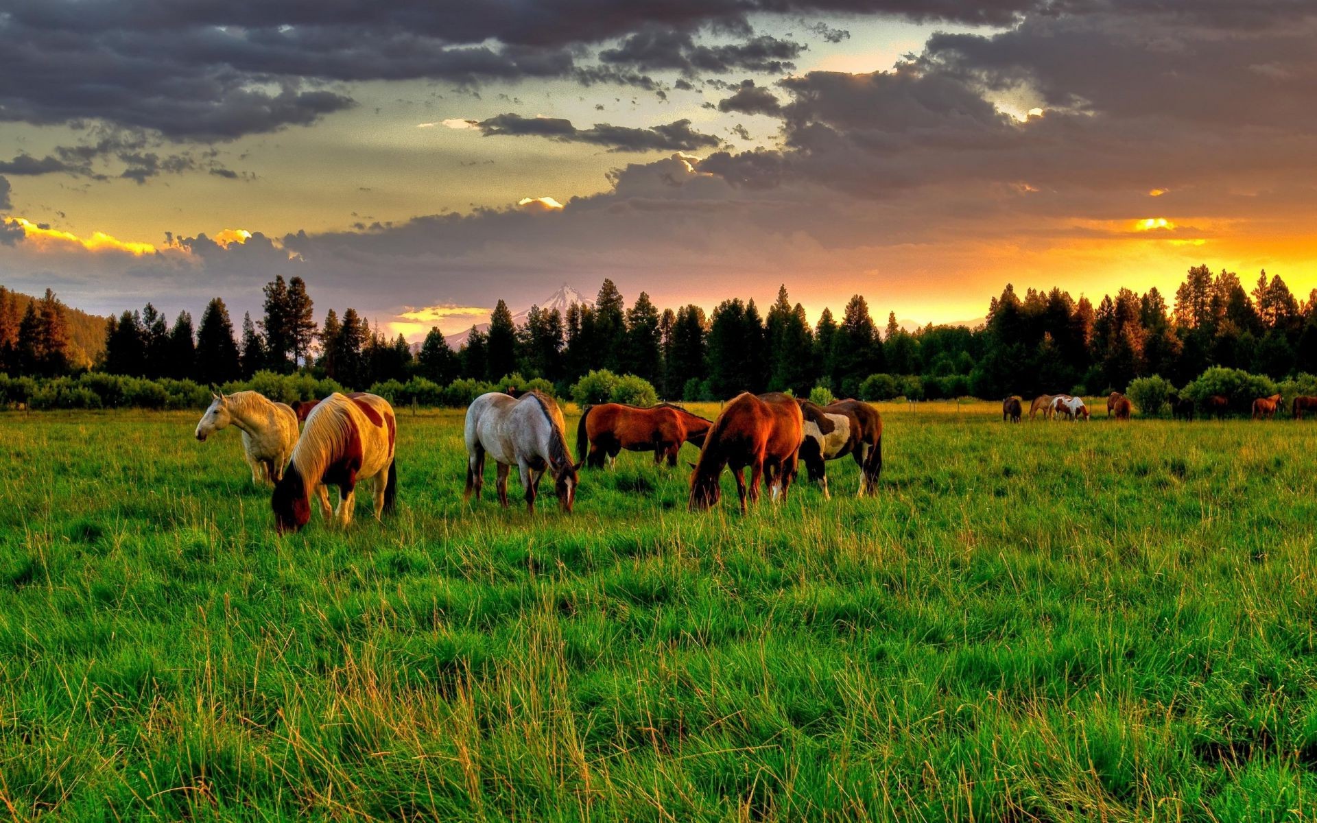 horses grass mammal pasture agriculture farm hayfield field rural nature animal outdoors grassland