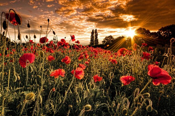 Alfombra de amapolas escarlatas salvajes a la luz del atardecer