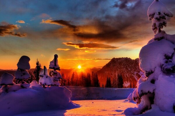 Sombreros de nieve en árboles de invierno